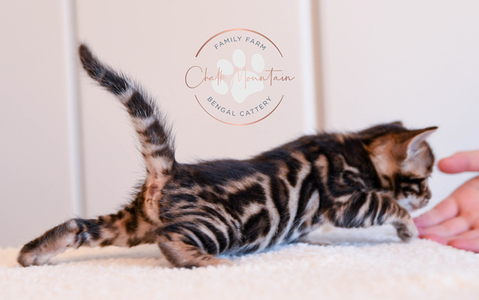 Bengal kitten for sale